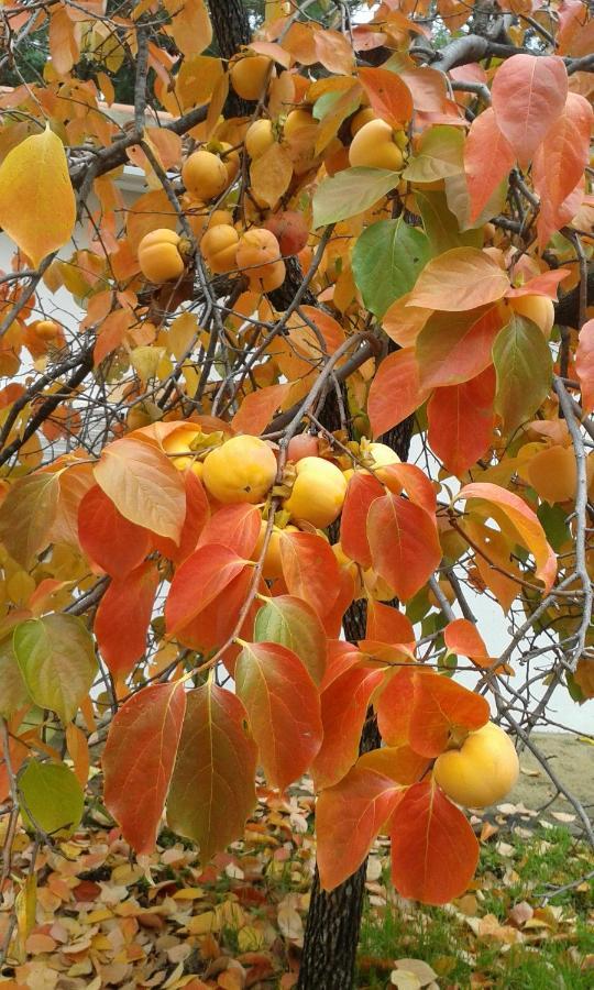 منزل الضيف Vale de Prazeres  في Quinta Da Barroquinha المظهر الخارجي الصورة